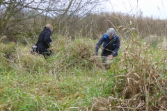 Searching for Harvest Mice nests