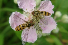 Hoverfly  - Episyrphus balteatus, Hartlebury, Warwickshire.