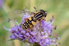 Hoverfly - Helophilus pendulus, Low Force, Teesdale.