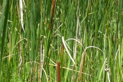 Lesser Reed Mace or Lesser Bulrush Typha angustifolia.