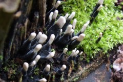 Xylaria hypoxylon - Candlesnuff, Lindholme.