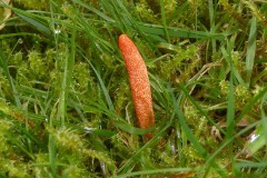 Cordyceps militaris - Scarlet Caterpillar club, Almshouses.