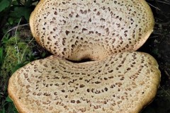 Polyporus squamous, - Dryad’s Saddle, Dyscarr Wood.