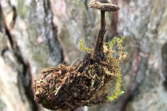 Auriscalpium vulgare - Ear Pick fungus, Almshouses.