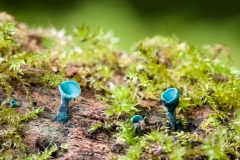 Chlorociboria aeruginascens - Green Elfcup.