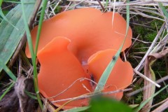 Aleuria aurantia - Orange Peel Fungus, Lindholme.