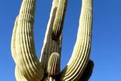 Saguaro cactus, Arizona, USA