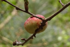 Oak apple, Barrow Hills Sandpit