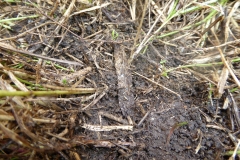 Atypus web tube, Owston Meadow