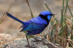 Splendid fairy wren