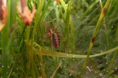 Agelena labyrinthica