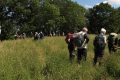 Joint meeting with Bradford Botany Group, John Scott's Farm