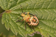 Shieldbug  -Troilus luridus final instar.