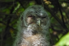 Tawny Owl chick, Owston Wood