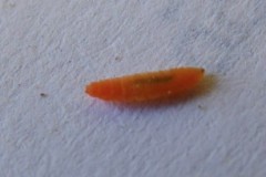 larvae