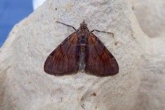 Pine Carpet Moth - Pennithera firmata