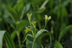 Yellow Star of Bethlehem - Gagea lutea