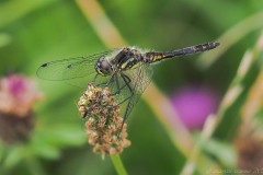 Sympetrum danae - Black Darter, Thorne Moor