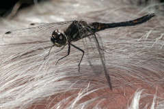 Sympetrum danae - Black Darter , Hatfield