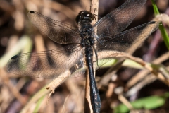 Sympetrum danae - Black Darter , Hatfield