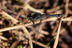 Sympetrum danae - Black Darter , Hatfield