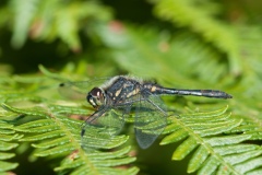 Sympetrum danae - Black Darter , Hatfield