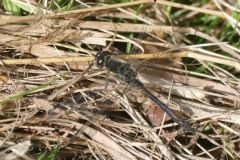 Sympetrum danae - Black Darter, Thorne Moor