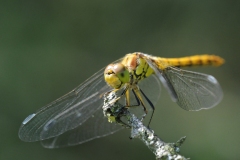 Sympetrum striolatum -  Common Darter (female), Lound