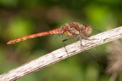 Sympetrum striolatum -  Common Darter (male), Danes Hill NR