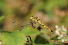 Sympetrum striolatum -  Common Darter (female), Lound