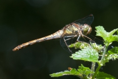 Sympetrum striolatum -  Common Darter (male),Danes Hill NR