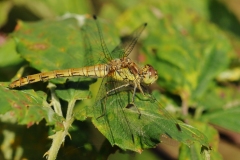 Sympetrum striolatum -  Common Darter (female), Lound