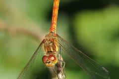 Sympetrum striolatum -  Common Darter (male), Lound