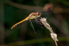 Sympetrum striolatum -  Common Darter (female), Lound