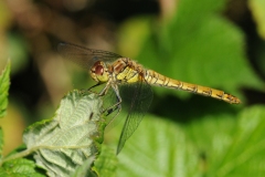 Sympetrum striolatum -  Common Darter (female), Lound