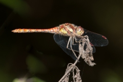 Sympetrum striolatum -  Common Darter (male), Danes Hill NR