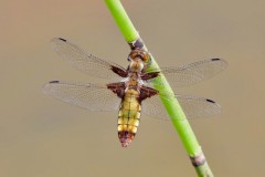 Libellula depressa - Broad-bodied Chaser, (female), Woodside Nurseries, Austerfield.