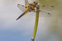 Libellula depressa - Broad-bodied Chaser, (male), Woodside Nurseries, Austerfield.