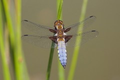 Libellula depressa - Broad-bodied Chaser, (male), Woodside Nurseries, Austerfield.