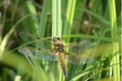 Libellula quadrimaculata - 4-spotted Chaser, Cusworth Hall & Park