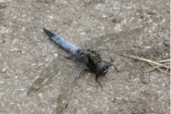 Orthetrum cancellatum - Black-tailed Skimmer, Cusworth Hall & Park