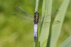 Orthetrum cancellatum - Black-tailed Skimmer, LWT Messingham Sand Quarry.