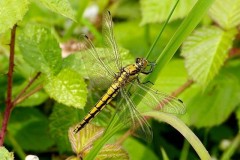 Orthetrum cancellatum - Black-tailed Skimmer, (female), YWT Potteric Carr.