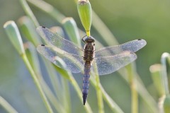 Orthetrum cancellatum - Black-tailed Skimmer, (male), Woodside Nurseries, Austerfield.