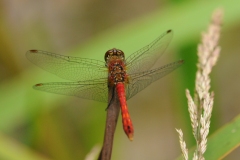 Sympetrum sanguineum - Ruddy Darter (male), Potteric Carr