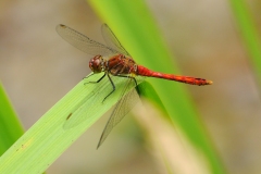 Sympetrum sanguineum - Ruddy Darter (male), Potteric Carr