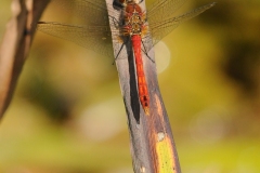 Sympetrum sanguineum - Ruddy Darter (male), Potteric Carr