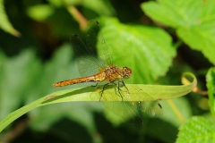 Sympetrum sanguineum - Ruddy Darter (female), Potteric Carr