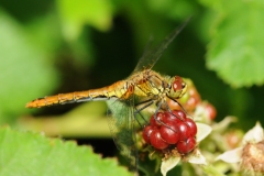 Sympetrum sanguineum - Ruddy Darter (female), Potteric Carr