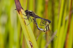 Sympetrum danae - Black Darter, Woodside Nurseries, Austerfield.